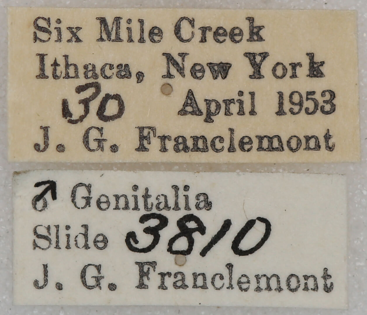 label view of adult Homochlodes sp.