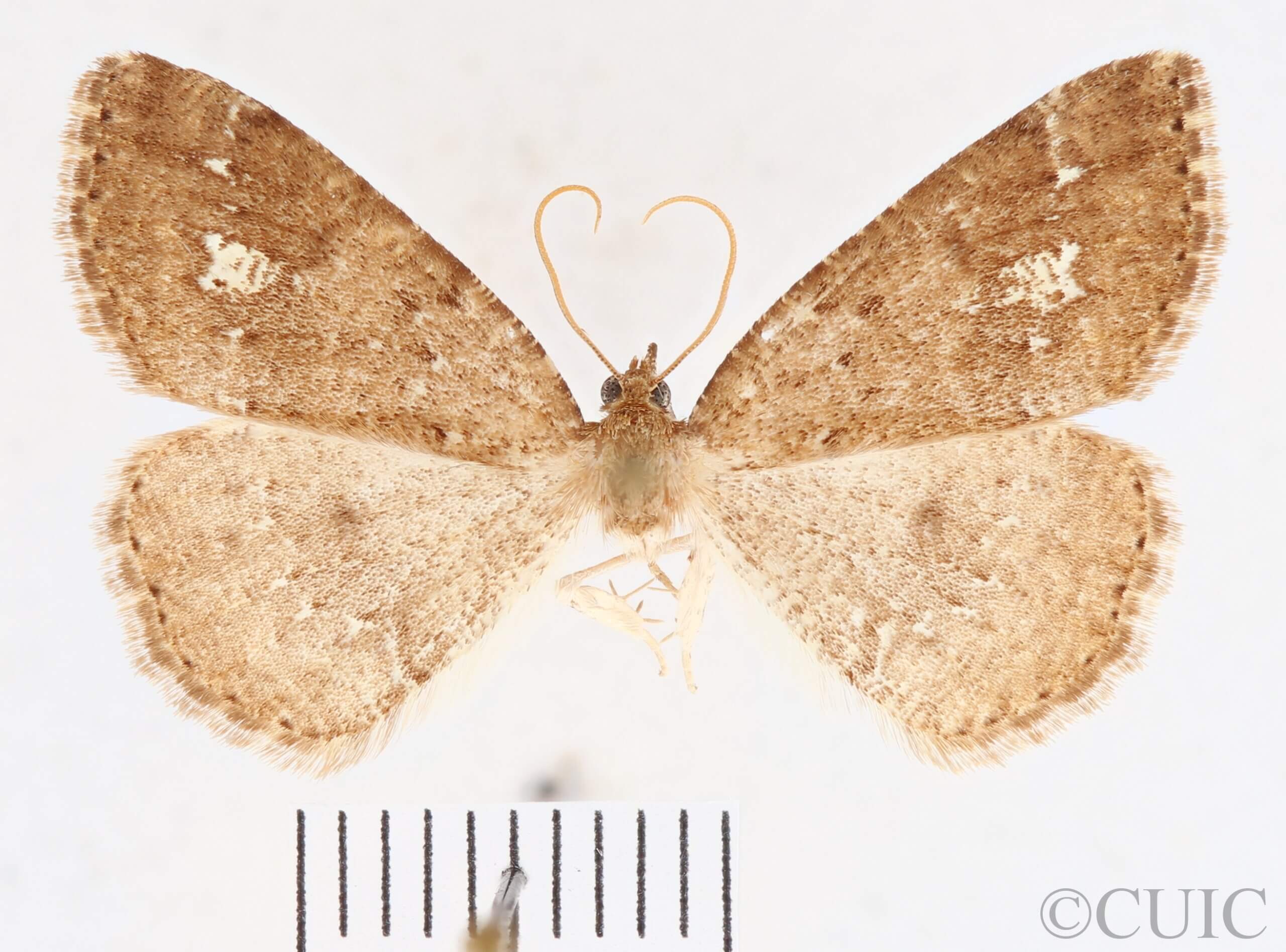 dorsal view of adult Homochlodes sp.