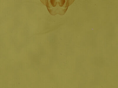 genitalia view of adult Homochlodes sp.