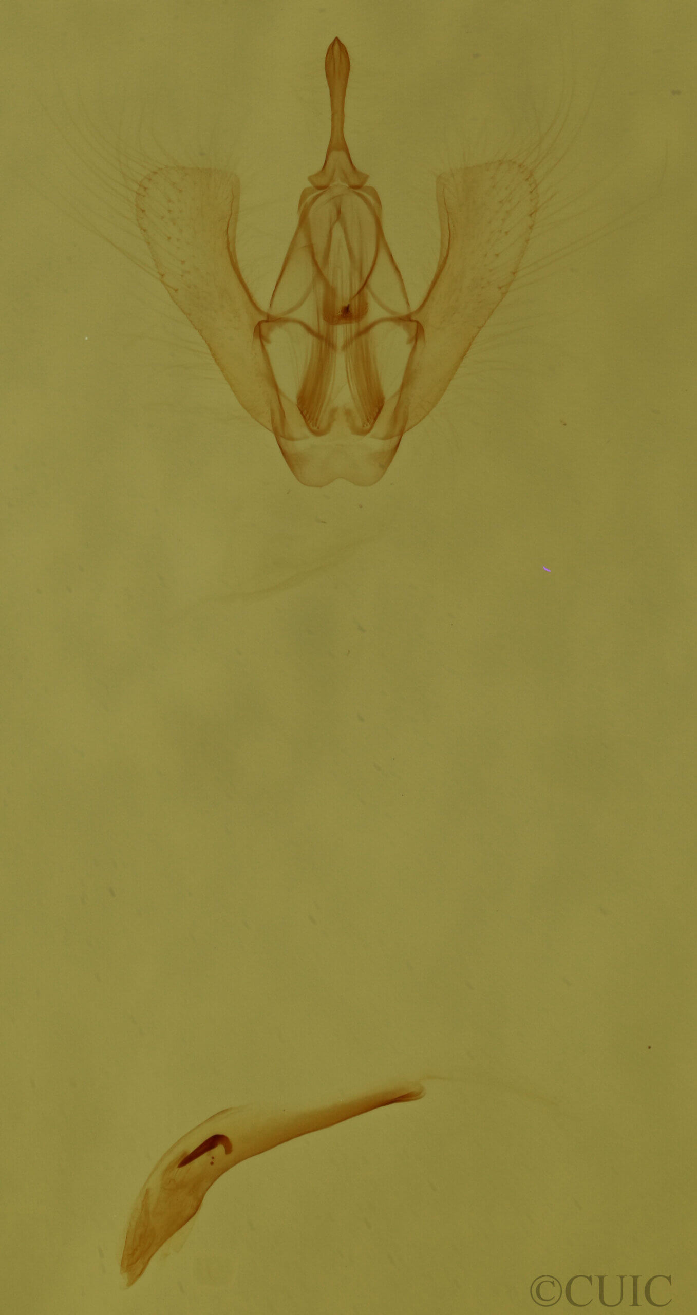 genitalia view of adult Homochlodes sp.