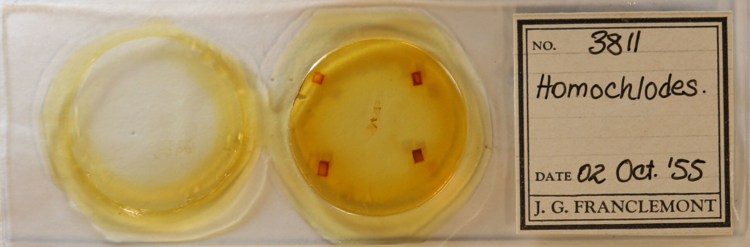 slide view of adult Homochlodes sp.