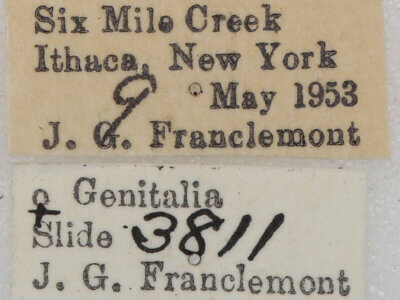 label view of adult Homochlodes sp.