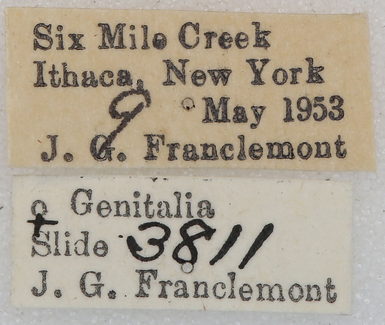 label view of adult Homochlodes sp.