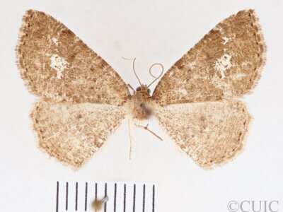 dorsal view of adult Homochlodes sp.