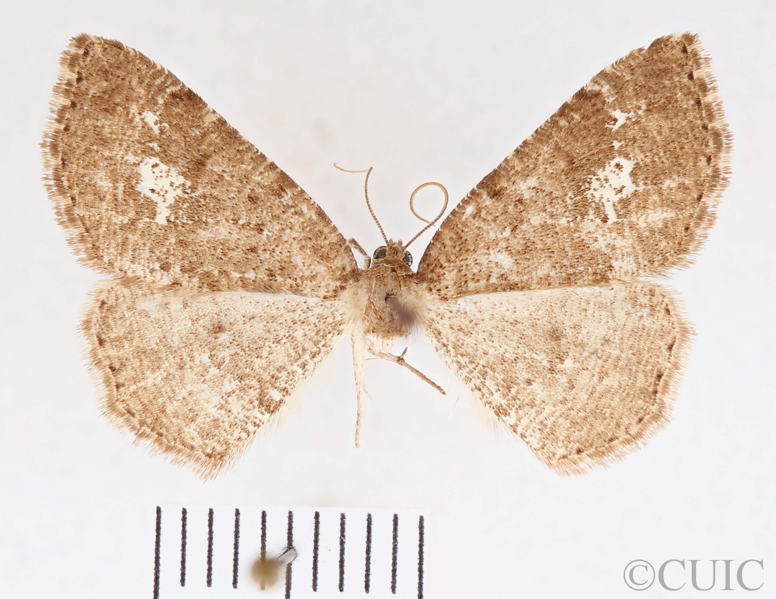 dorsal view of adult Homochlodes sp.