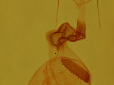 genitalia view of adult Homochlodes sp.