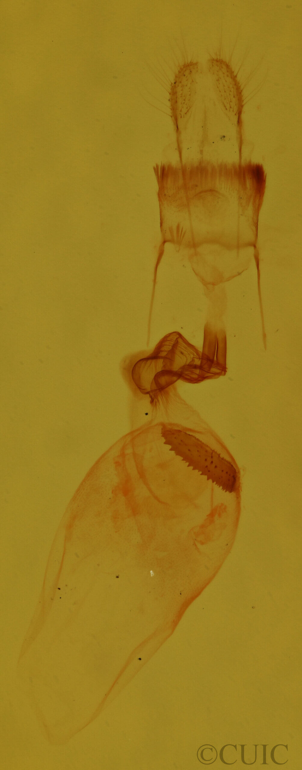 genitalia view of adult Homochlodes sp.