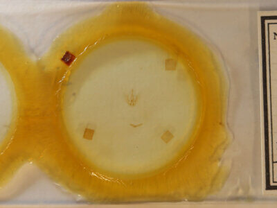 slide view of adult Homochlodes sp.