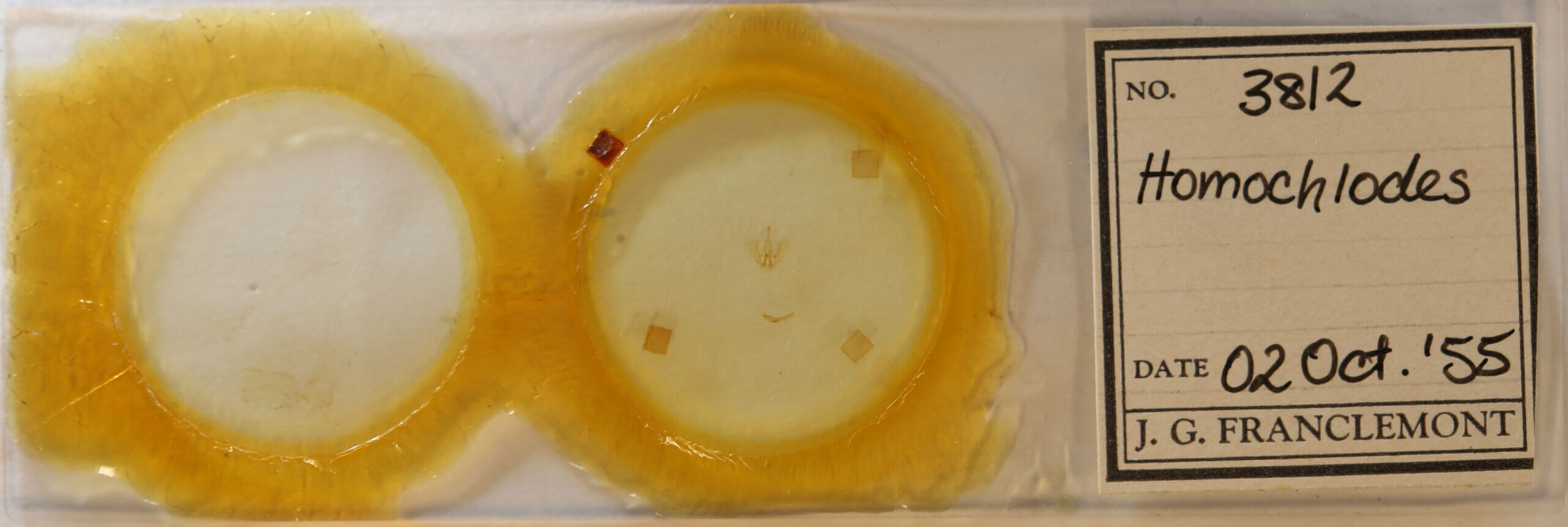 slide view of adult Homochlodes sp.