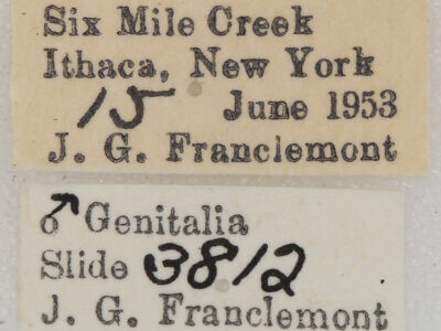 label view of adult Homochlodes sp.