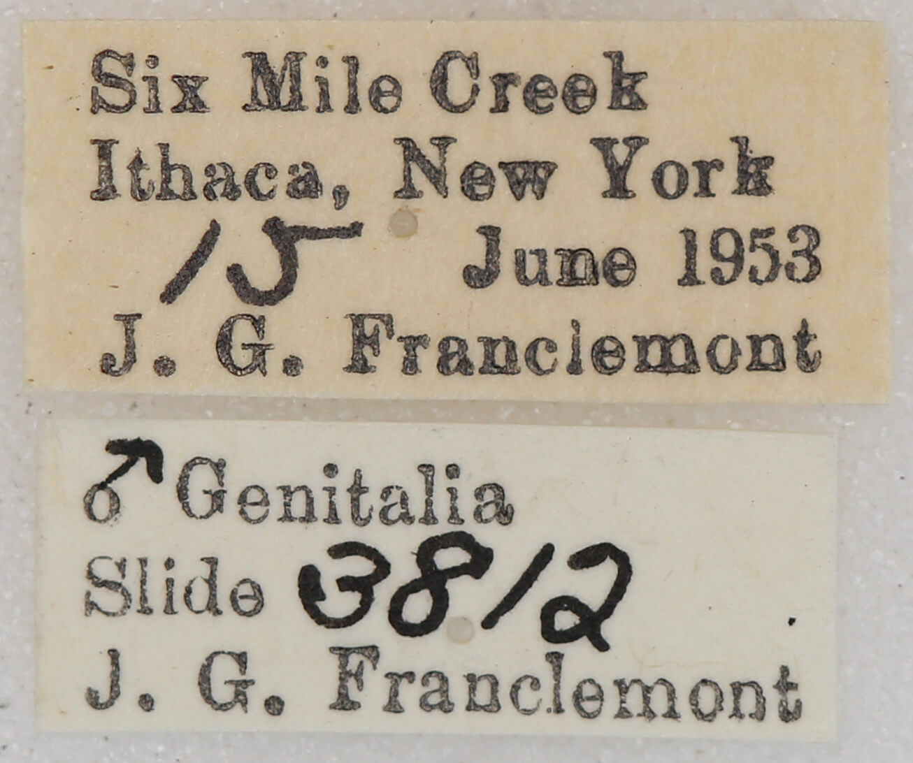 label view of adult Homochlodes sp.