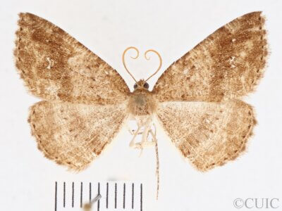 dorsal view of adult Homochlodes sp.