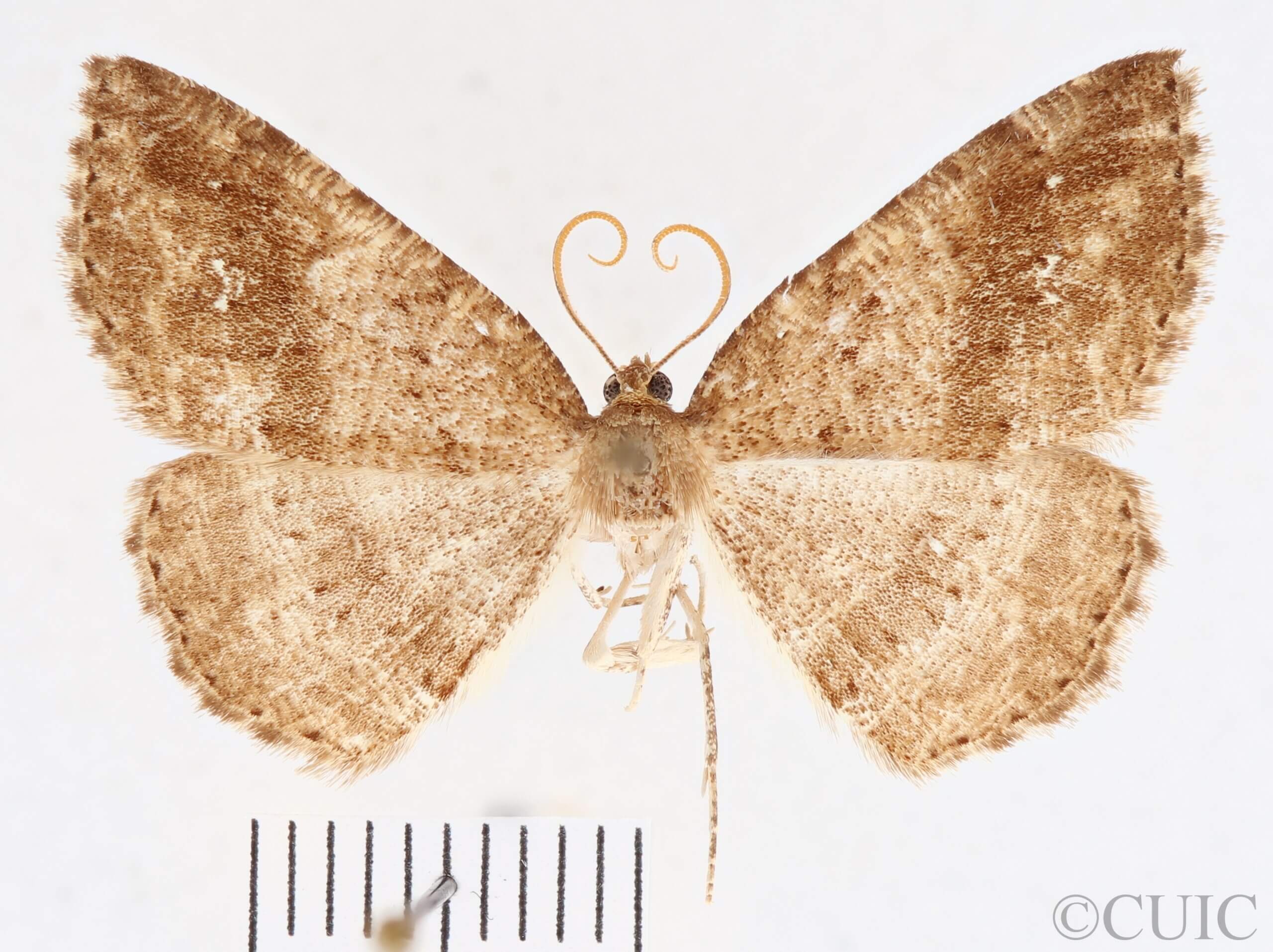 dorsal view of adult Homochlodes sp.