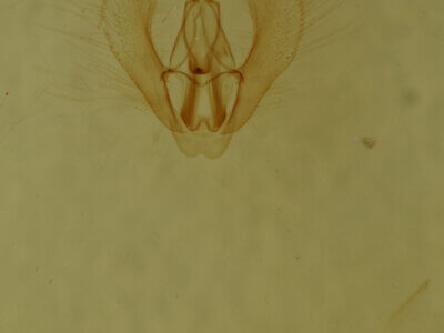 genitalia view of adult Homochlodes sp.