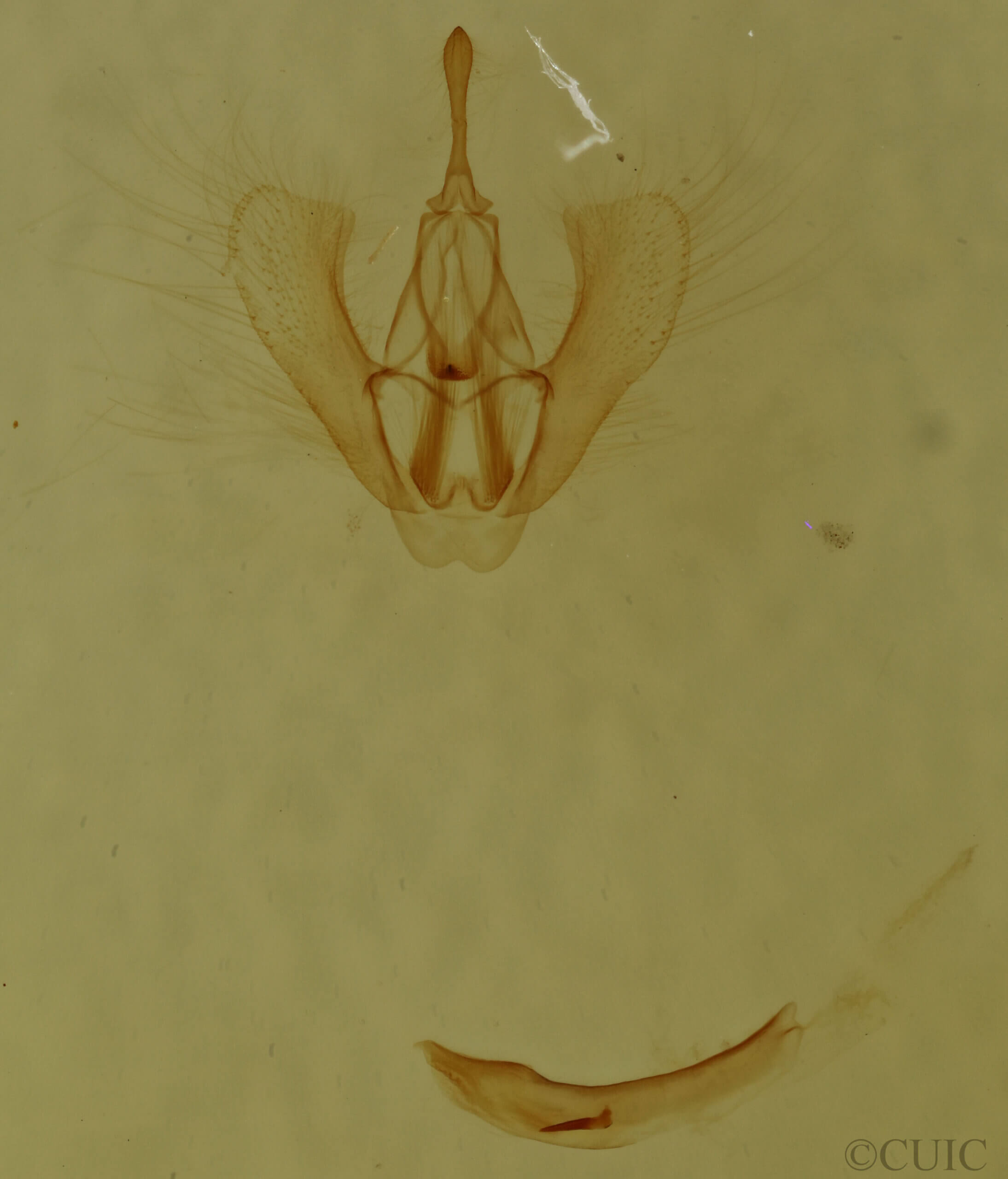 genitalia view of adult Homochlodes sp.
