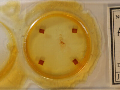 slide view of adult Homochlodes sp.