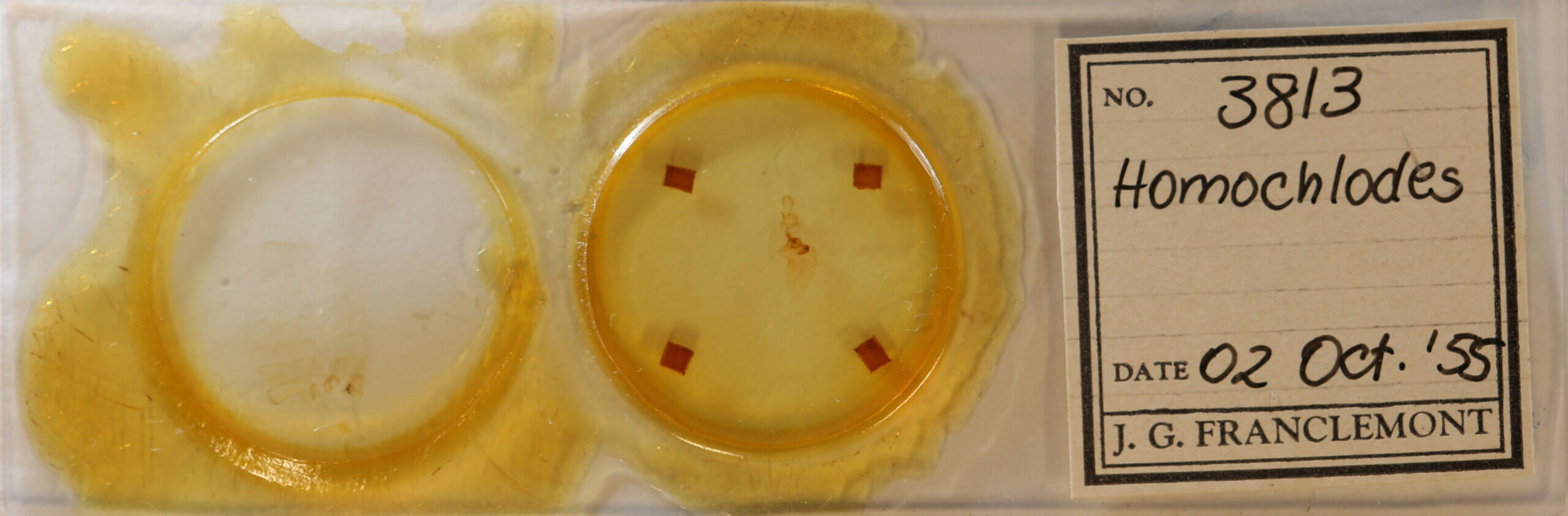 slide view of adult Homochlodes sp.