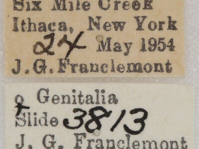 label view of adult Homochlodes sp.