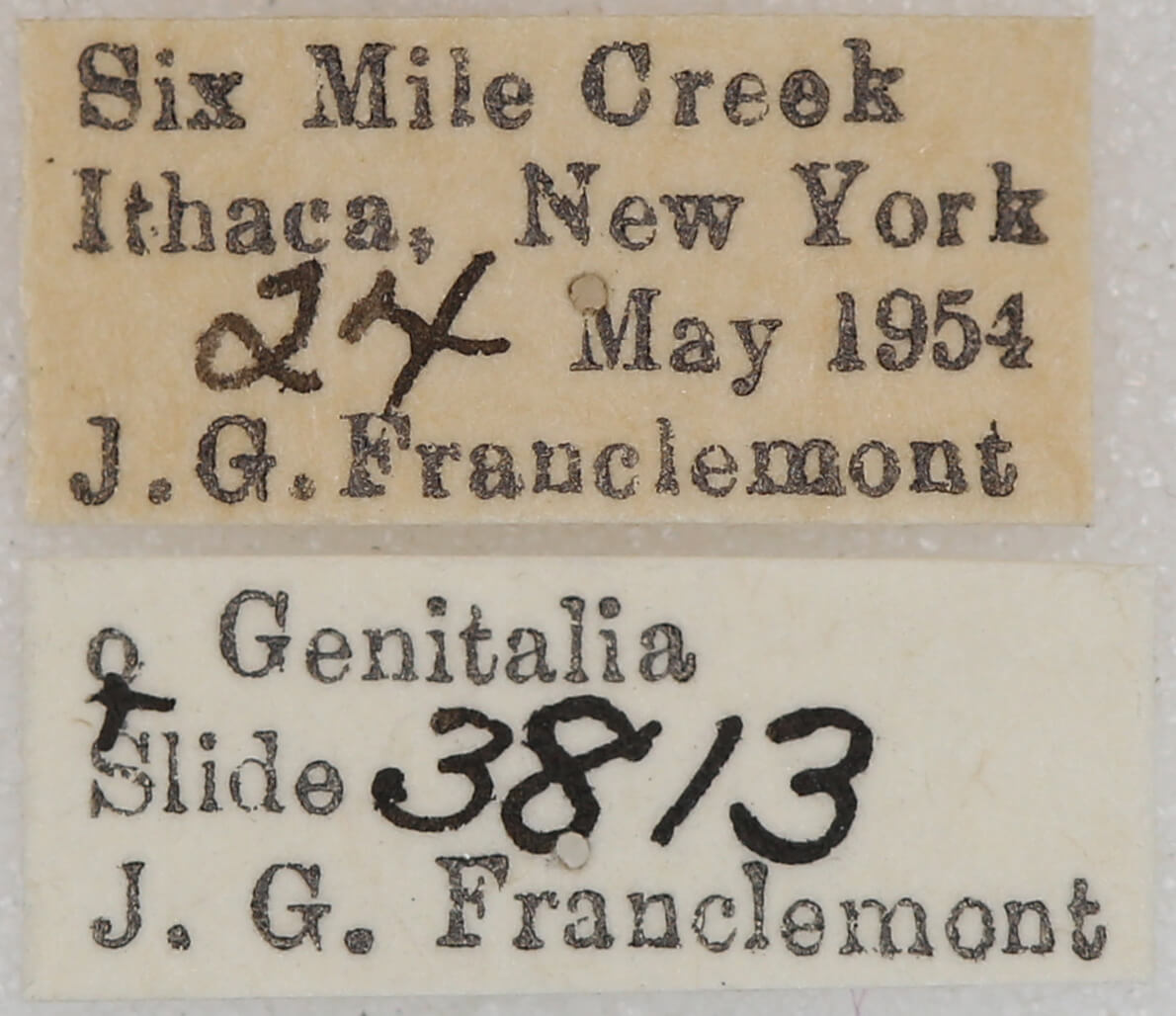 label view of adult Homochlodes sp.