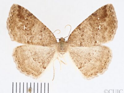 dorsal view of adult Homochlodes sp.