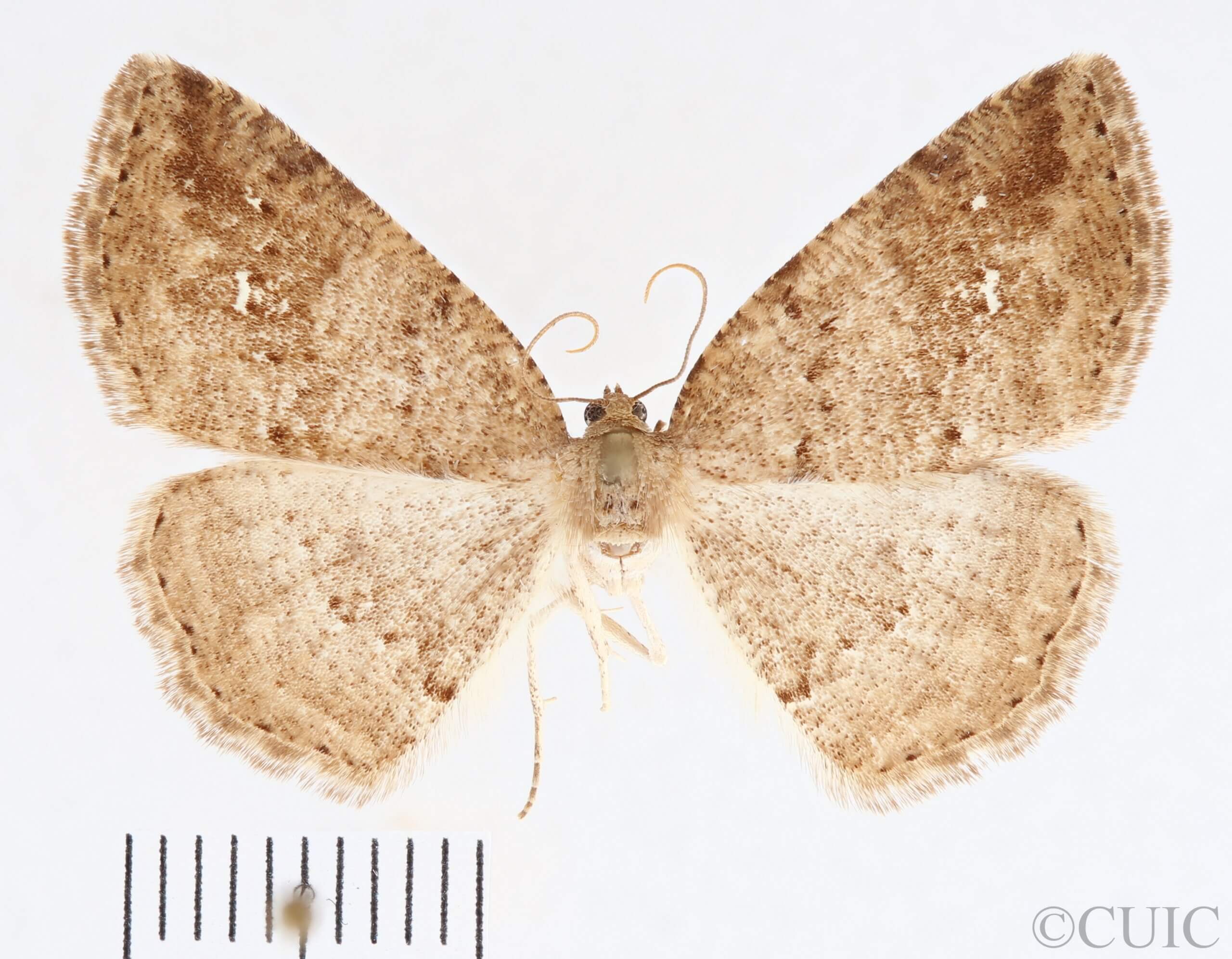 dorsal view of adult Homochlodes sp.