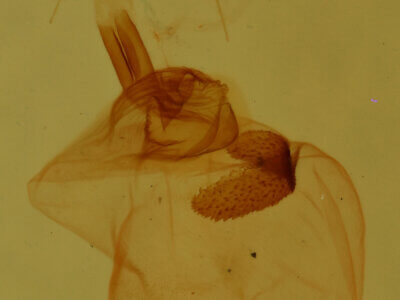 genitalia view of adult Homochlodes sp.