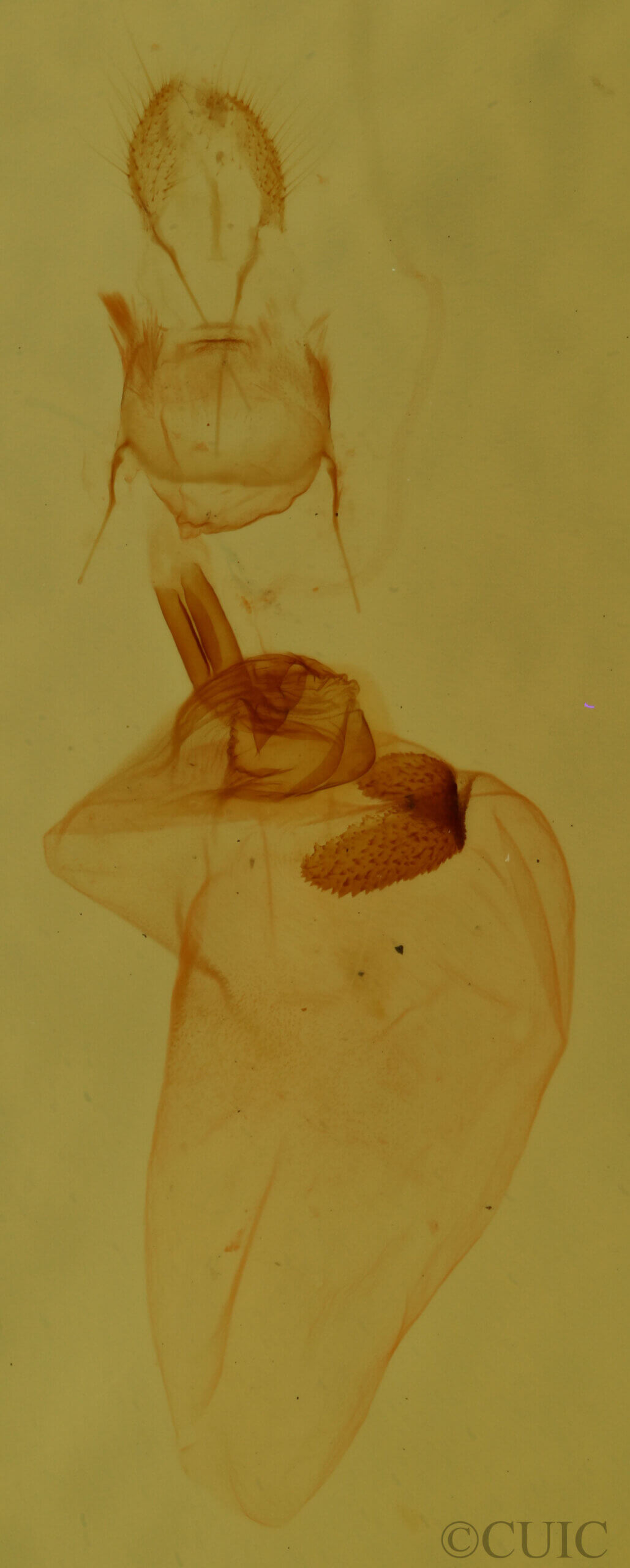 genitalia view of adult Homochlodes sp.