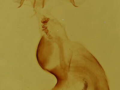 genitalia view of adult Pangrapta sp.