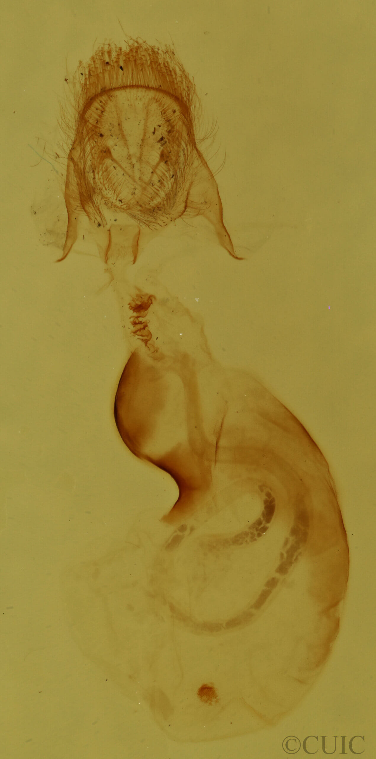 genitalia view of adult Pangrapta sp.