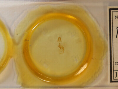 slide view of adult Pangrapta sp.