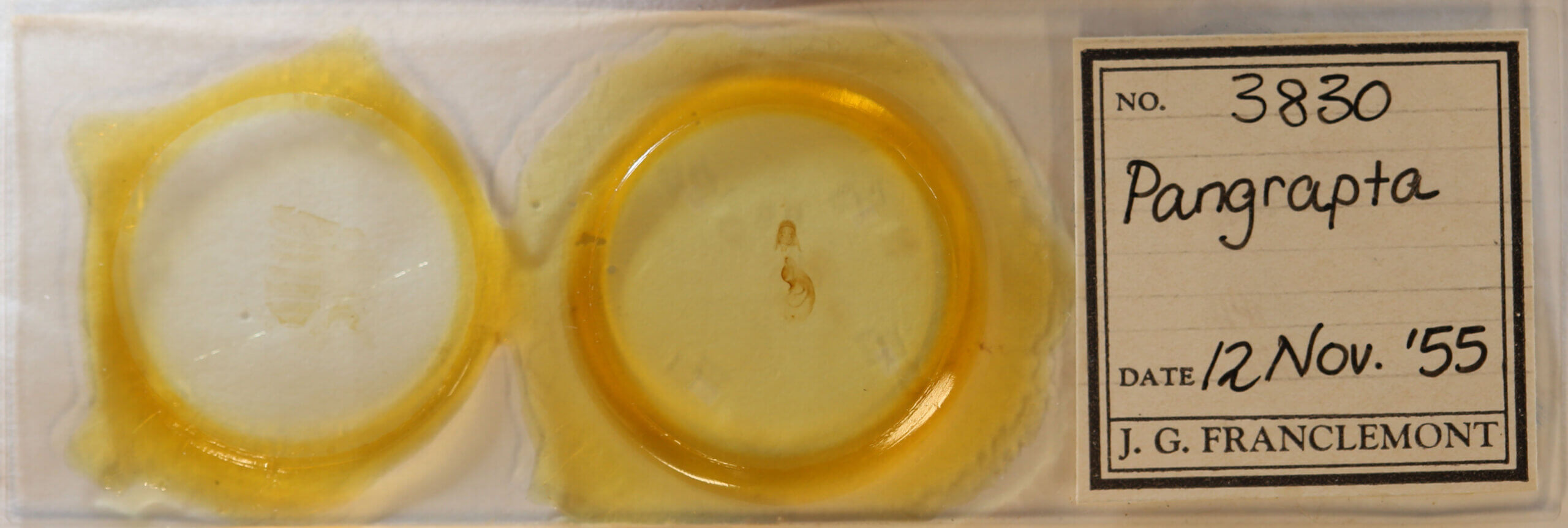 slide view of adult Pangrapta sp.