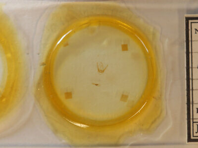 slide view of adult Pangrapta sp.