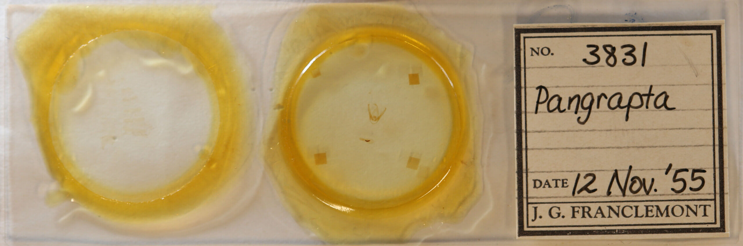 slide view of adult Pangrapta sp.