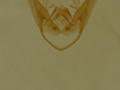 genitalia view of adult Pangrapta sp.