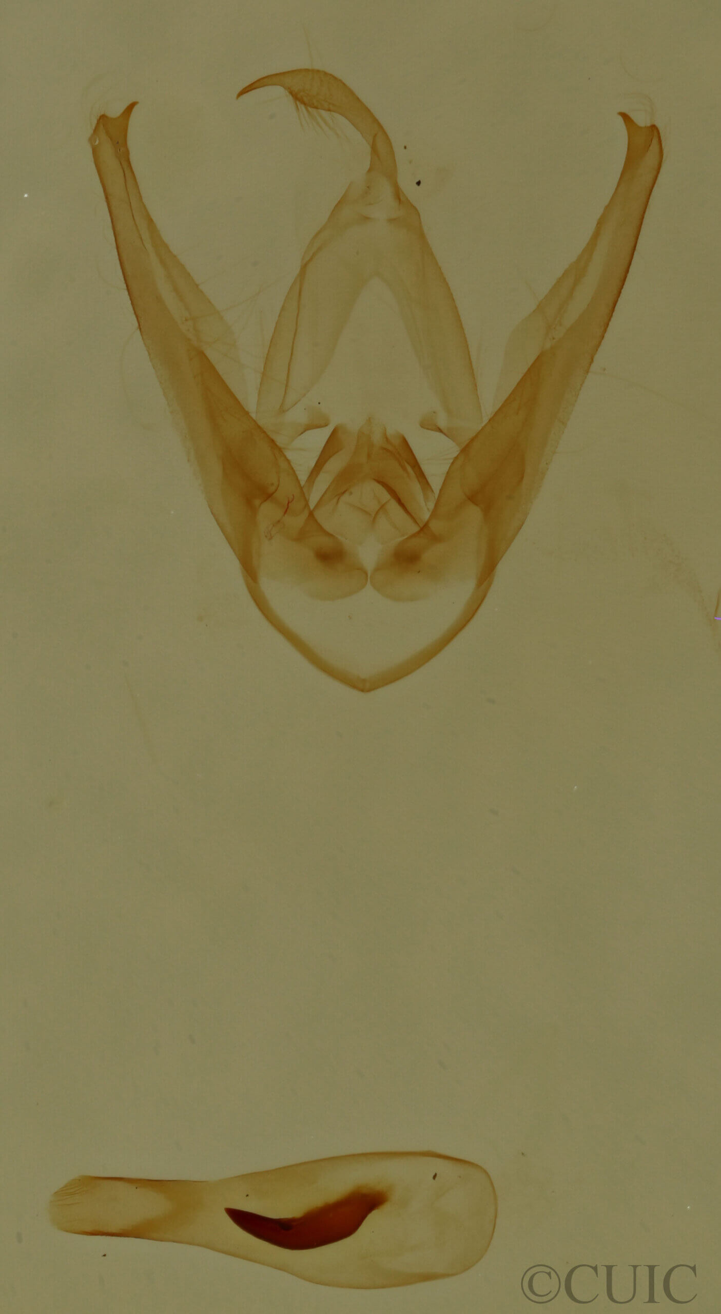 genitalia view of adult Pangrapta sp.