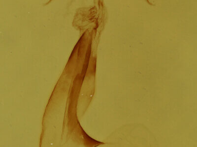 genitalia view of adult Pangrapta sp.