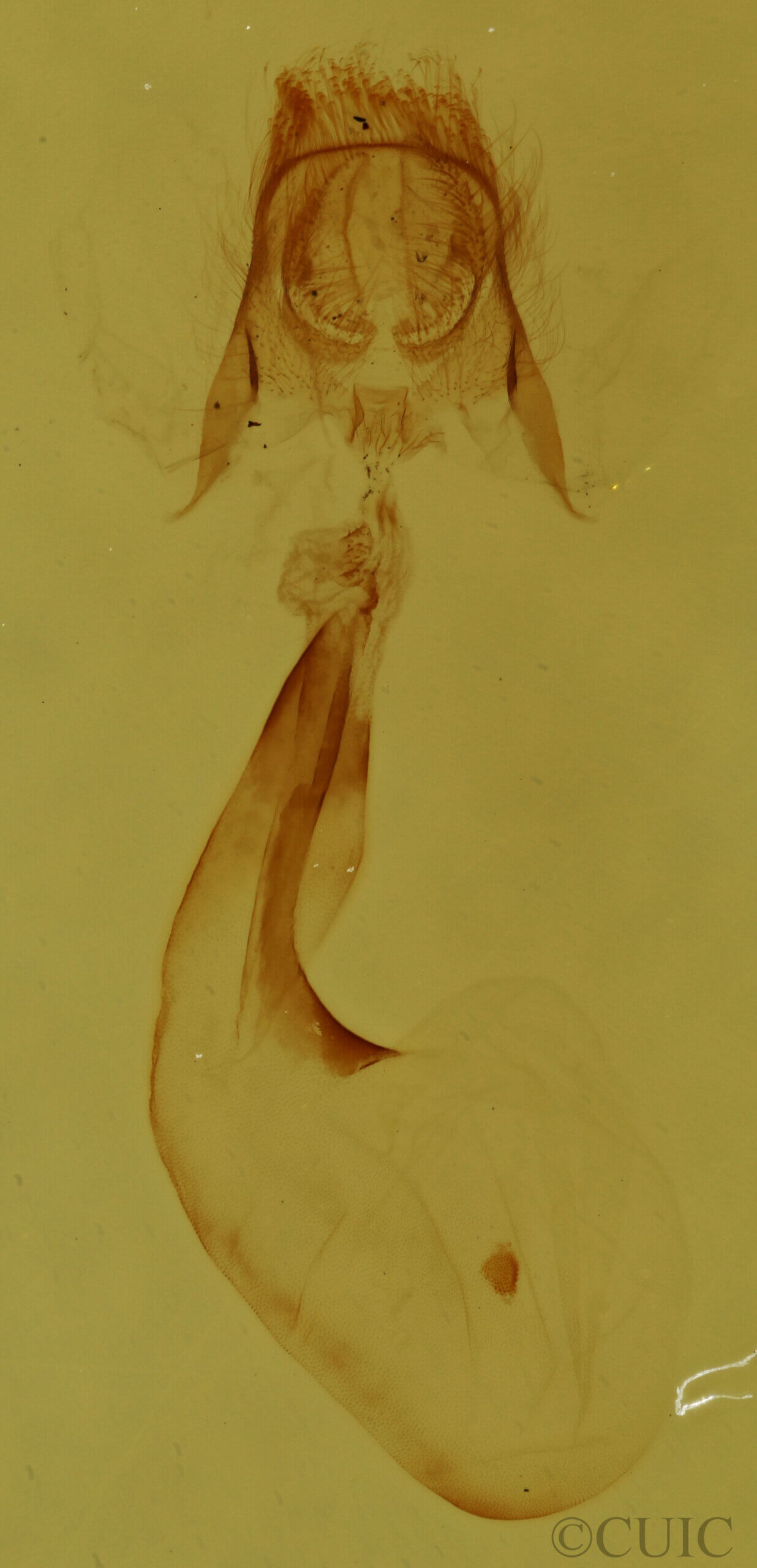 genitalia view of adult Pangrapta sp.