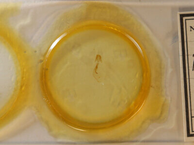 slide view of adult Pangrapta sp.