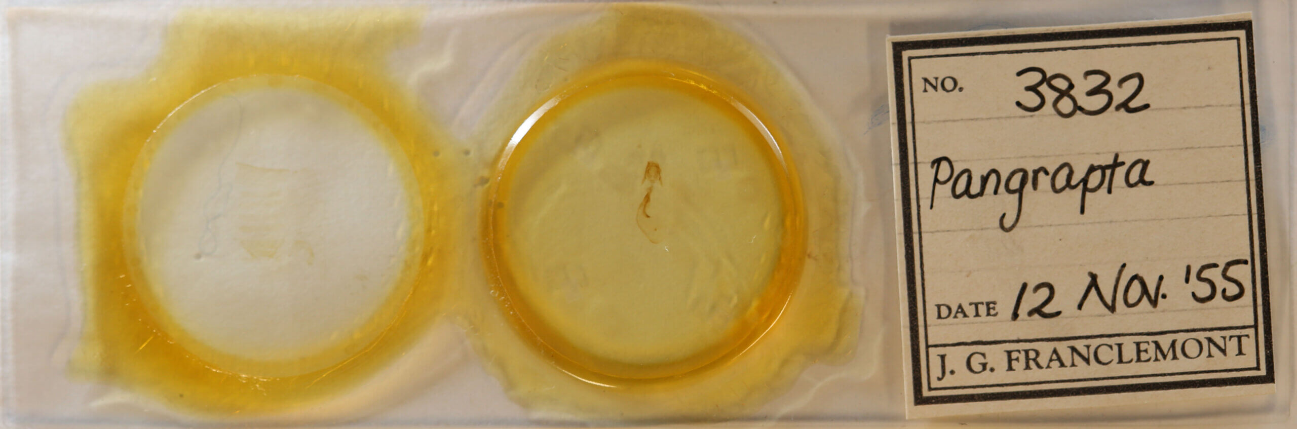 slide view of adult Pangrapta sp.