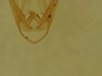 genitalia view of adult Pangrapta sp.