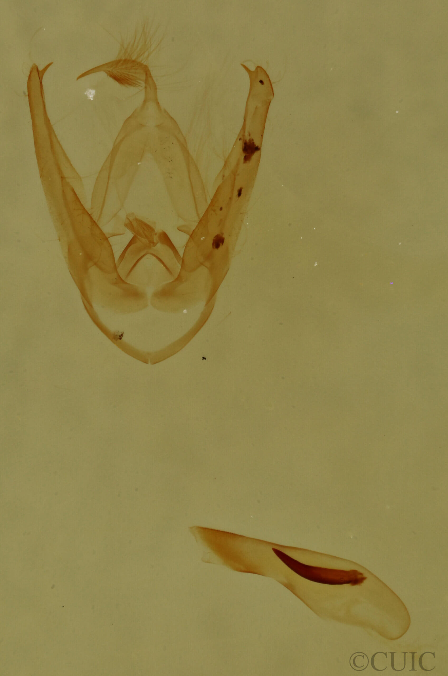 genitalia view of adult Pangrapta sp.