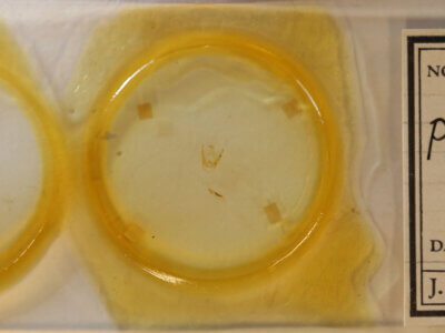 slide view of adult Pangrapta sp.