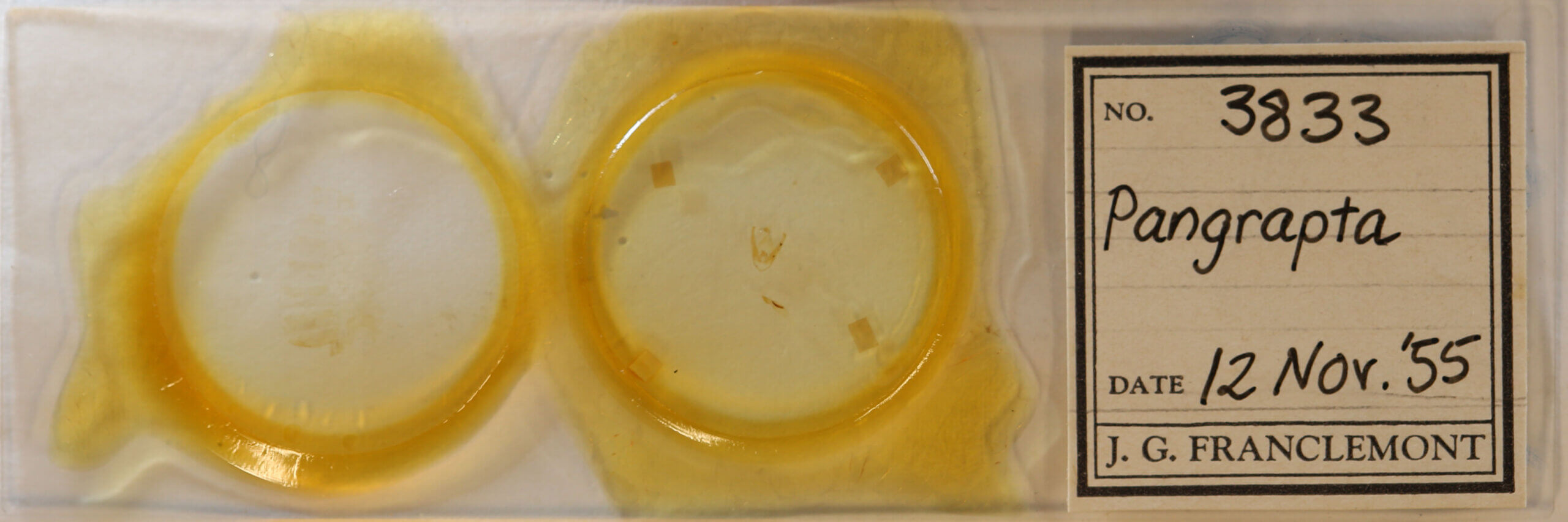 slide view of adult Pangrapta sp.