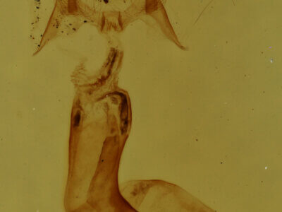 genitalia view of adult Pangrapta sp.