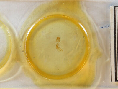 slide view of adult Pangrapta sp.