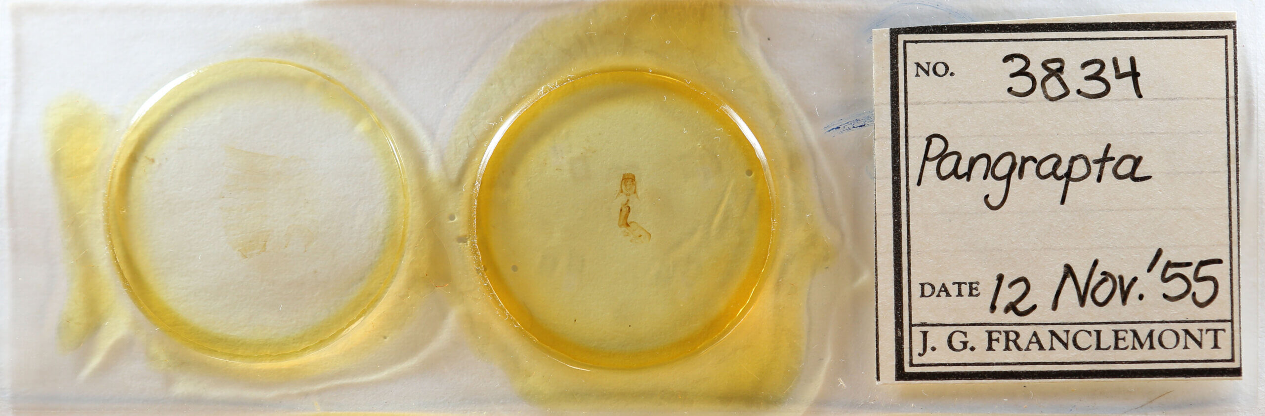 slide view of adult Pangrapta sp.