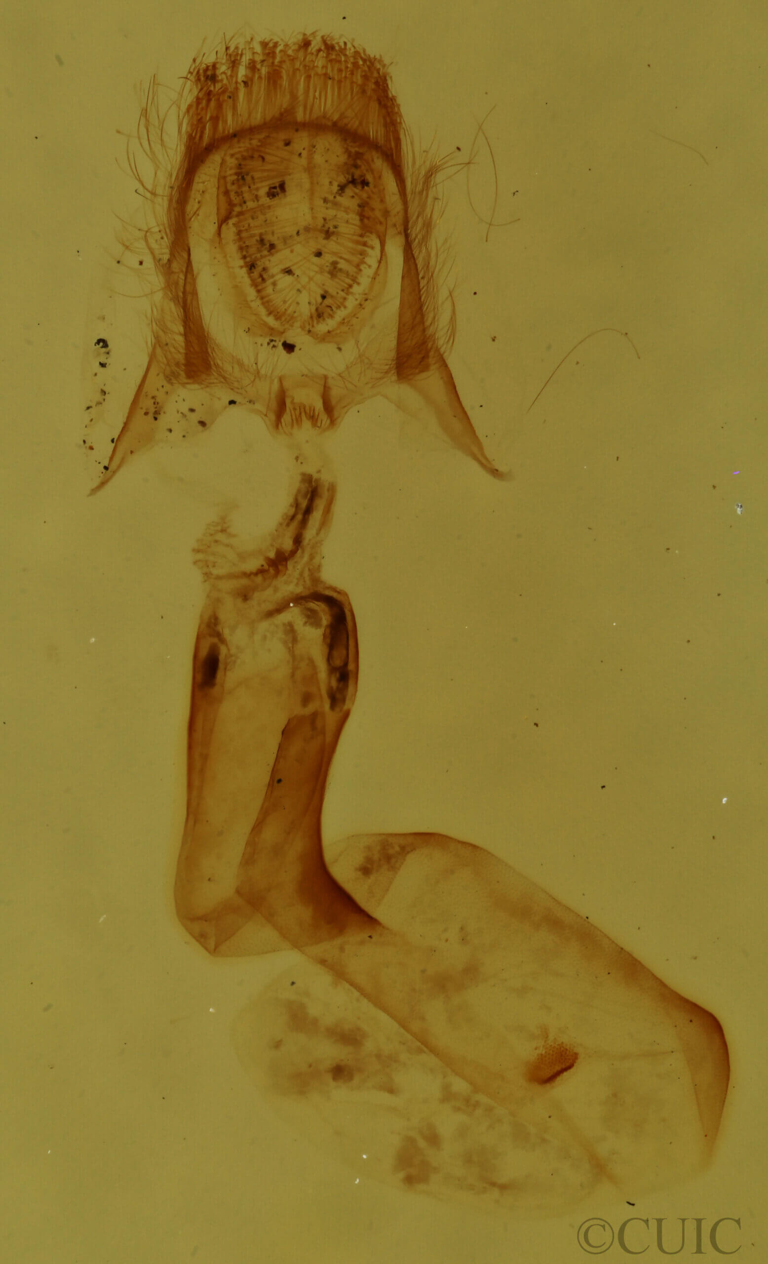 genitalia view of adult Pangrapta sp.