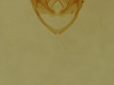 genitalia view of adult Pangrapta sp.