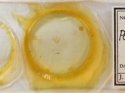 slide view of adult Pangrapta sp.