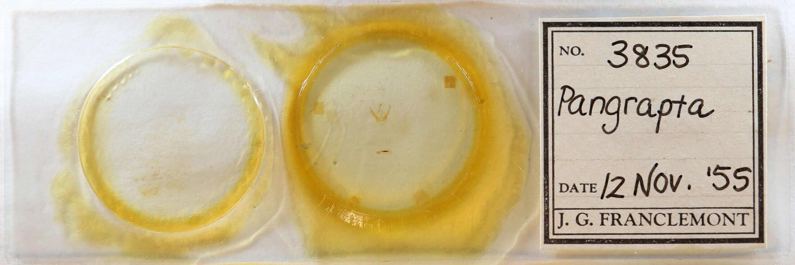 slide view of adult Pangrapta sp.